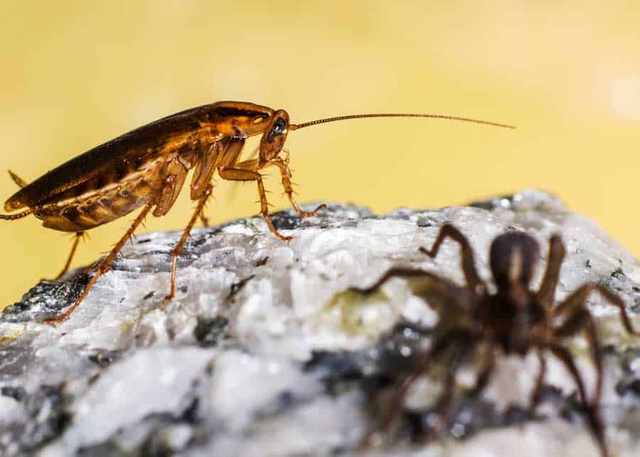 Bạn sẽ kh&ocirc;ng c&ograve;n ước to&agrave;n bộ gi&aacute;n tr&ecirc;n thế giới tuyệt chủng nếu biết được sự thật n&agrave;y về ch&uacute;ng - Ảnh 1.