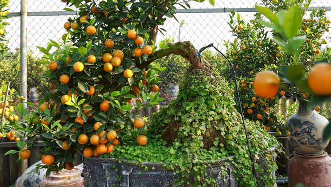 Quất mộc căn gi&aacute; chục triệu ch&aacute;y h&agrave;ng ở H&agrave; Nội trước Tết Qu&yacute; M&atilde;o - Ảnh 4.