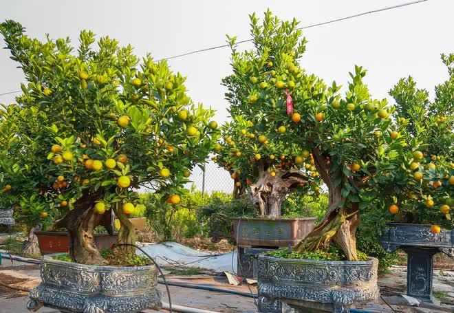 Quất mộc căn gi&aacute; chục triệu ch&aacute;y h&agrave;ng ở H&agrave; Nội trước Tết Qu&yacute; M&atilde;o - Ảnh 3.