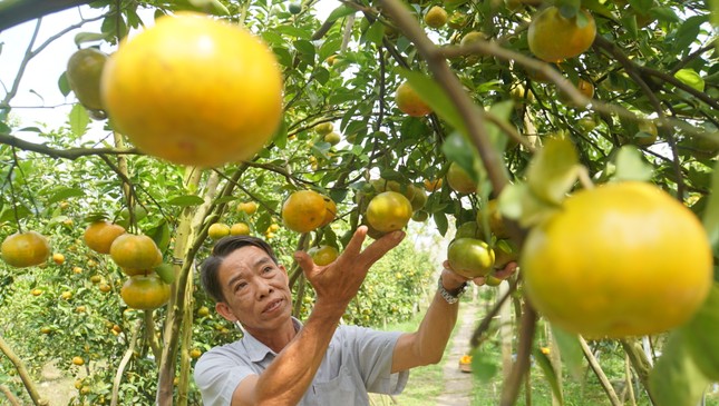 5.000 tấn quýt hồng khoe sắc vàng rực phục vụ Tết - Ảnh 6.