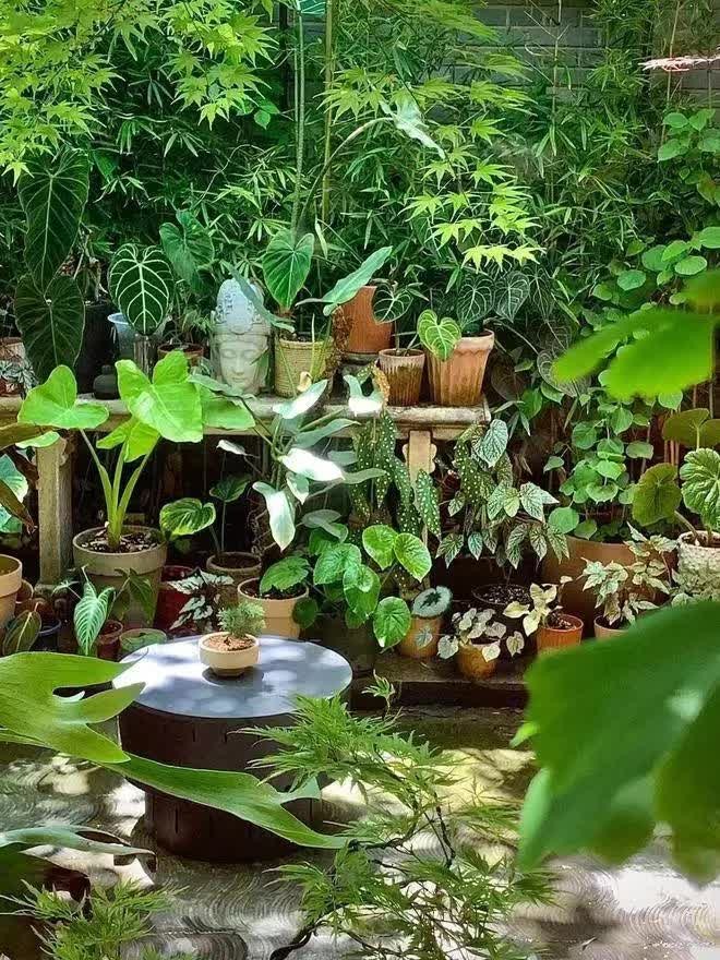 Mê mẩn những ngôi nhà xanh mướt mắt giữa phố - Ảnh 5.