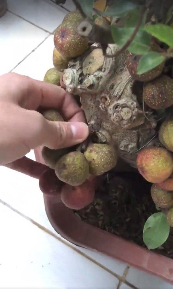 1001 chuyện tréo ngoe khi mua cây cảnh chơi Tết: táo bonsai nở ra hoa dâm bụt, quả sung được gắn keo 502 - Ảnh 13.