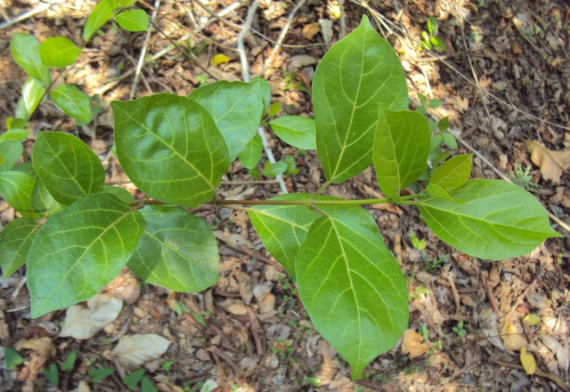 Khoai lang mắm sống cuốn lá cách: Món ngon đãi khách quý của người Vĩnh Long - Ảnh 4. Khoai lang mắm sống cuốn lá cách: Món ngon đãi khách quý của người Vĩnh Long - Ảnh 4.