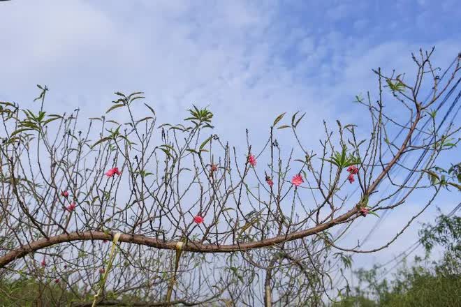 Làng đào Nhật Tân tất bật xuống lá chuẩn bị cho Tết Nguyên đán Quý Mão - Ảnh 12.