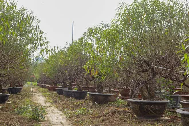 Làng đào Nhật Tân tất bật xuống lá chuẩn bị cho Tết Nguyên đán Quý Mão - Ảnh 10.