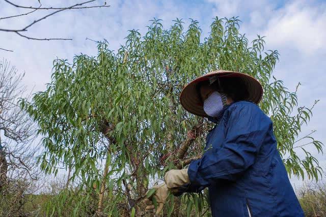 Làng đào Nhật Tân tất bật xuống lá chuẩn bị cho Tết Nguyên đán Quý Mão - Ảnh 4.