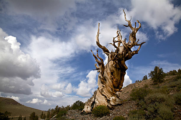 Điểm mặt 5 cây cổ thụ có tuổi thọ lâu đời nhất trên thế giới - Ảnh 5.