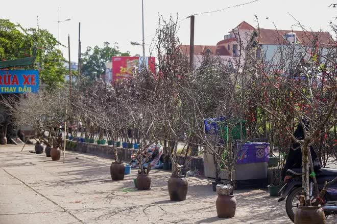 Hoa rừng xuống phố, người dân thủ đô chi hàng triệu đồng để chơi Tết sớm - Ảnh 8.