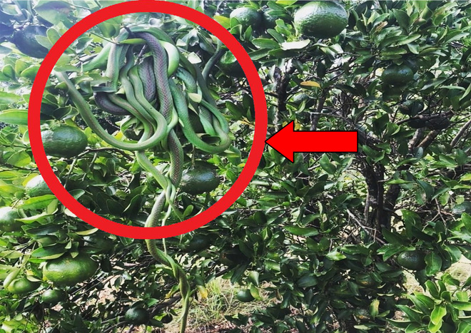 Bầy rắn độc dính chùm trên cây cam trĩu quả, lý do đằng sau sự việc này là gì? - Ảnh 1.