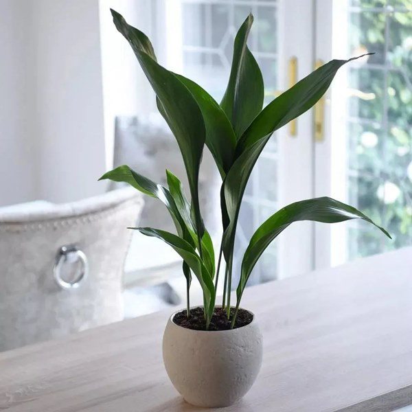 Không có nắng, 6 loại cây cảnh này vẫn sống nhăn, ngược lại ngày càng xanh tốt mang đến điềm lành cho gia chủ - Ảnh 4.