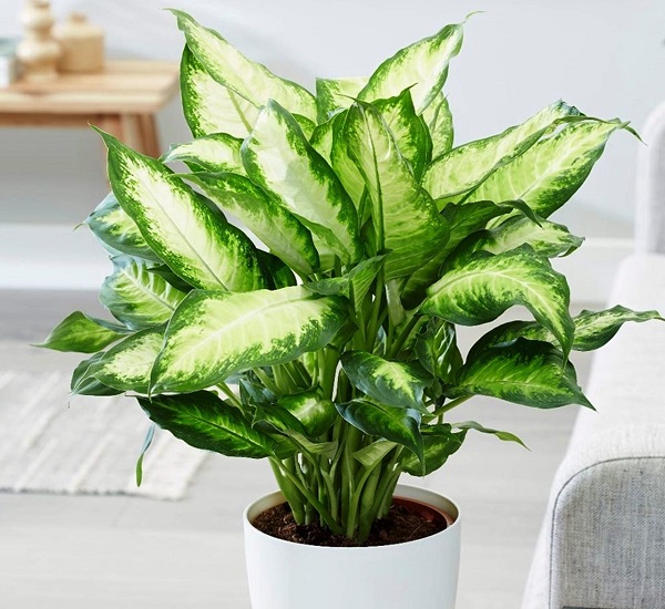 Không có nắng, 6 loại cây cảnh này vẫn sống nhăn, ngược lại ngày càng xanh tốt mang đến điềm lành cho gia chủ - Ảnh 5.