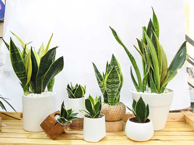 Không có nắng, 6 loại cây cảnh này vẫn sống nhăn, ngược lại ngày càng xanh tốt mang đến điềm lành cho gia chủ - Ảnh 8.