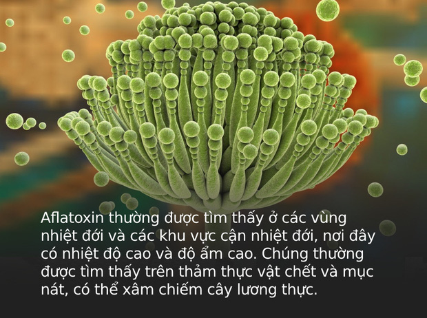 Loại chất độc mà WHO khuyến cáo gây ung thư cực mạnh hóa ra có trong bếp mọi gia đình, đặc biệt dễ xuất hiện nhiều ở 3 loại thực phẩm này - Ảnh 1.