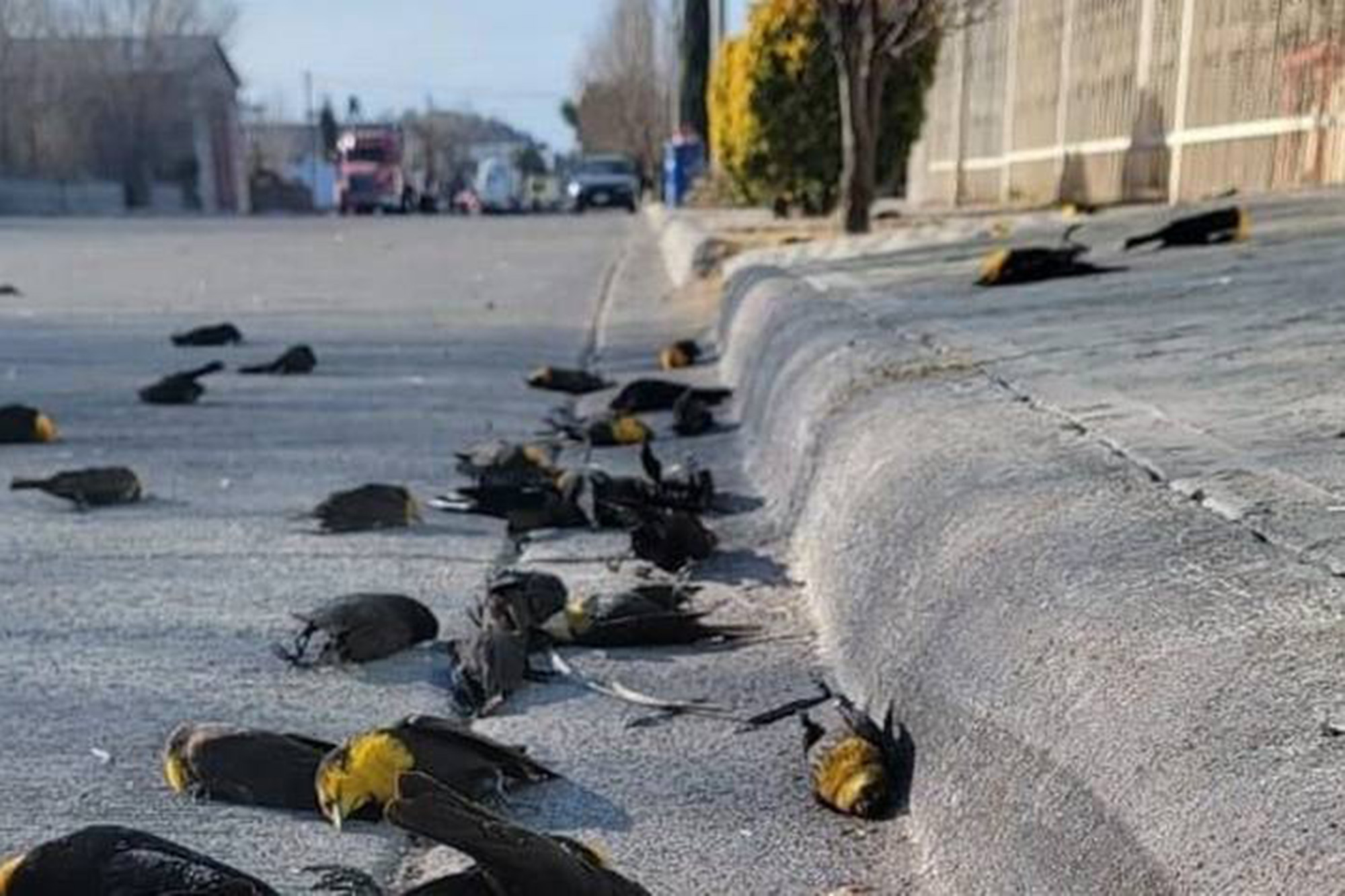 Clip: Khoảnh khắc hàng ngàn con chim đang bay bất ngờ rơi cùng lúc xuống đường rồi chết đầy bí ẩn - Ảnh 3.