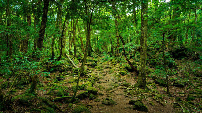 Khu rừng tự sát Aokigahara và bí ẩn Ubasute rúng động Nhật Bản - Ảnh 11.