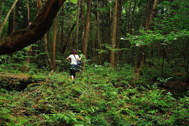 Khu rừng tự sát Aokigahara và bí ẩn Ubasute rúng động Nhật Bản - Ảnh 3.