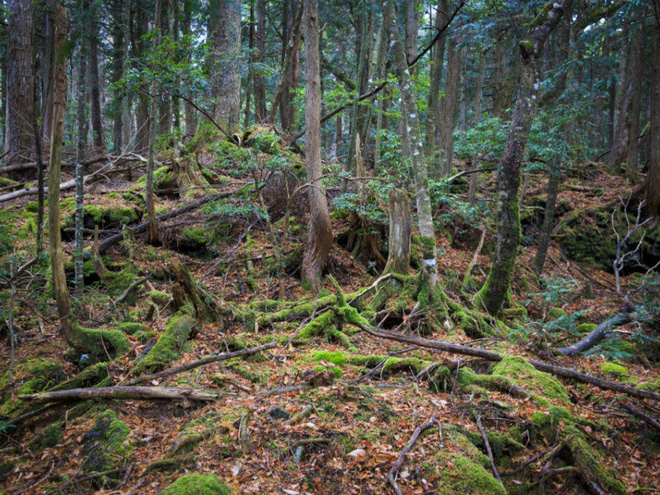 Khu rừng tự sát Aokigahara và bí ẩn Ubasute rúng động Nhật Bản - Ảnh 5.