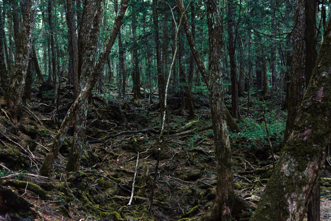 Khu rừng tự sát Aokigahara và bí ẩn Ubasute rúng động Nhật Bản - Ảnh 8.