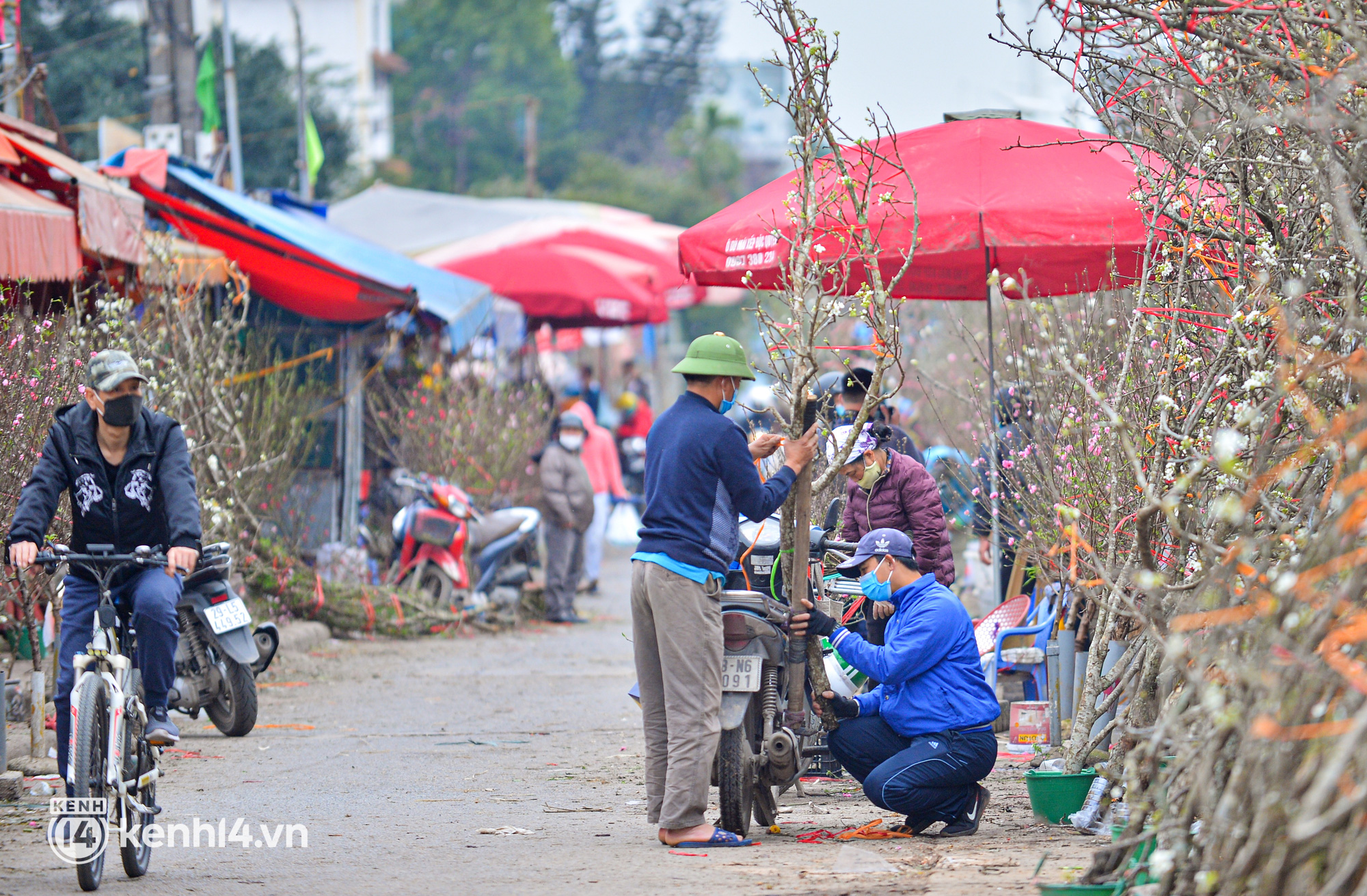 Ảnh: Sau Tết, hoa l&ecirc; rừng b&aacute;n tr&agrave;n lan ngo&agrave;i phố, người d&acirc;n H&agrave; Nội &ugrave;n &ugrave;n đến mua - Ảnh 4.