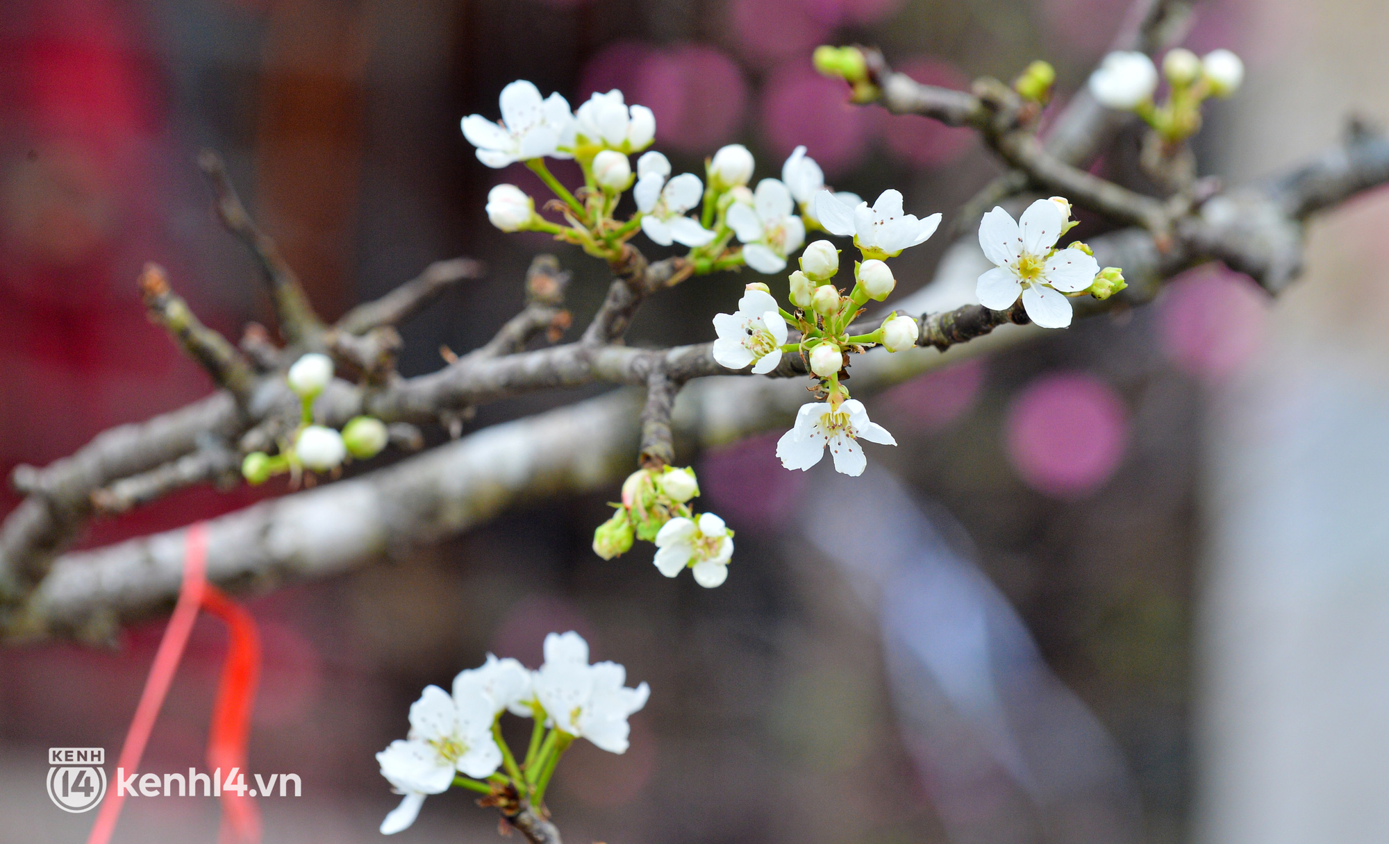 Ảnh: Sau Tết, hoa l&ecirc; rừng b&aacute;n tr&agrave;n lan ngo&agrave;i phố, người d&acirc;n H&agrave; Nội &ugrave;n &ugrave;n đến mua - Ảnh 6.