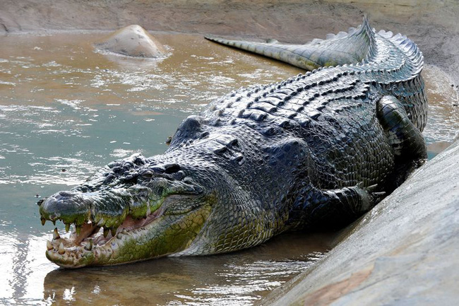 Cá sấu khổng lồ qua đời sau gần 2 năm bị nhốt trong vườn thú, nguồn cơn đến từ thứ nằm trong bụng con vật - Ảnh 1.