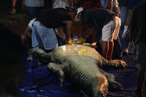 Cá sấu khổng lồ qua đời sau gần 2 năm bị nhốt trong vườn thú, nguồn cơn đến từ thứ nằm trong bụng con vật - Ảnh 5.