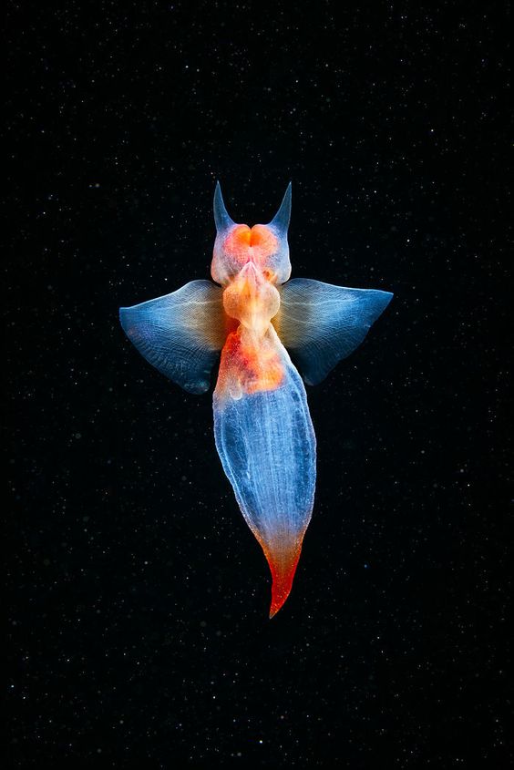 Gặp gỡ Thiên thần biển xanh - Loài bướm 18+ với những xúc tu sắc nhọn bay lượn trong lòng đại dương - Ảnh 2.