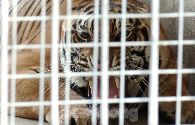 Vụ giải cứu 17 cá thể hổ ở Nghệ An: Một vườn thú ở Hà Nội nhận nuôi - Ảnh 3.