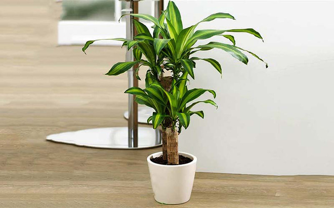 5 loại cây NÊN MUA vào năm mới để tiền vào như nước sông Đà, tiền ra nhỏ giọt như cà phê phin - Ảnh 3.