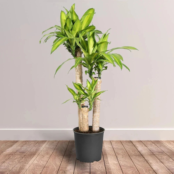 5 loại cây NÊN MUA vào năm mới để tiền vào như nước sông Đà, tiền ra nhỏ giọt như cà phê phin - Ảnh 4.