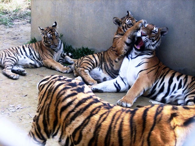 Đại gia Thanh Hóa nuôi dưỡng 11 con hổ dữ: Đến giờ thực sự mệt mỏi, kiệt quệ - Ảnh 2.