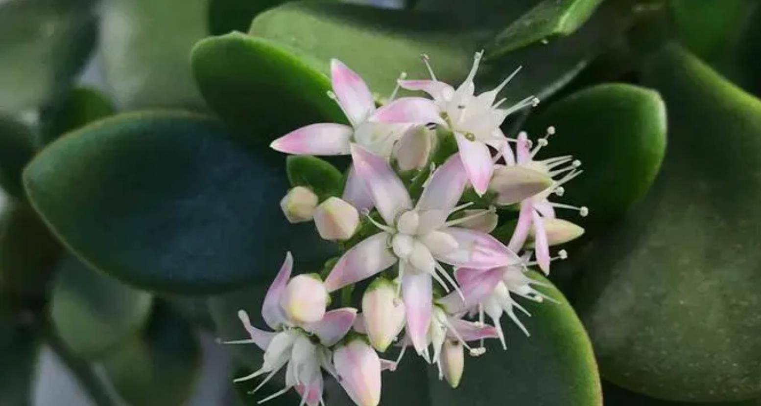 5 loại c&acirc;y chục năm chẳng thấy nở hoa, nhưng đ&atilde; nở l&agrave; c&oacute; điềm cho gia chủ - Ảnh 7.