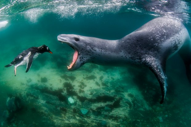 Khoảnh khắc hải cẩu săn mồi trông đáng sợ như dã thú thời tiền sử, ấn tượng tới nỗi nhận luôn giải thưởng nhiếp ảnh - Ảnh 1.