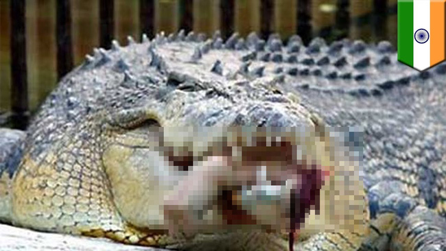 While patrolling the nature reserve, biologists found a gruesome sight in the mouth of a crocodile, immediately opened an investigation - Photo 1.