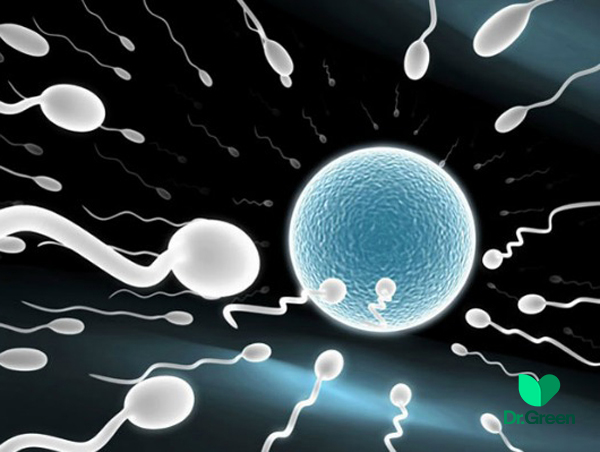 Doctor Ha Ngoc Manh tells the story of microsurgery to capture every sperm to help infertile men have children - Photo 1.