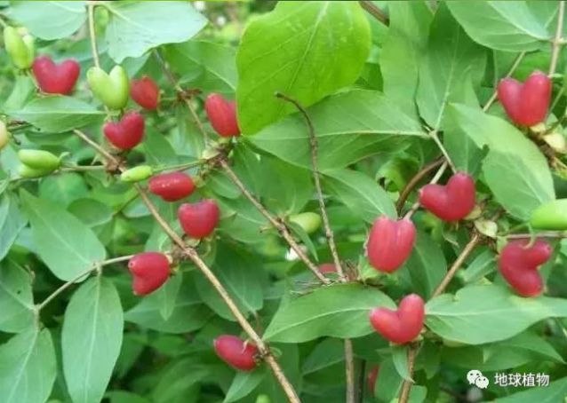 The strange fruit in rural China is 24 times more valuable than an apple, curing an incurable disease?  - Photo 1.