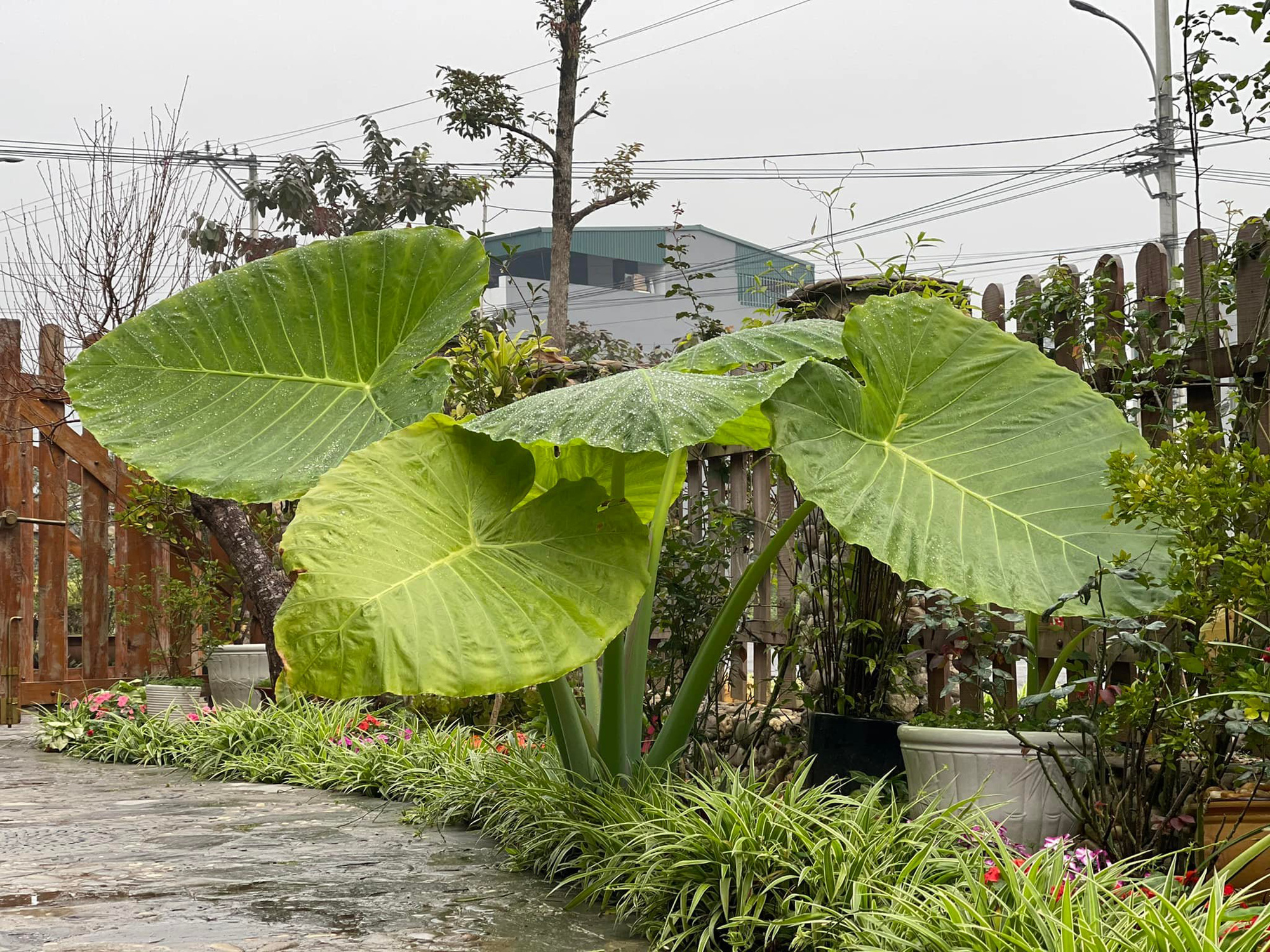 Chuyển về ngôi nhà rộng 700m2, mẹ đảm Hà Giang dành nửa diện tích để trồng vườn rau sạch hữu cơ, biến sỏi đá thành hoa trải dọc lối đi - Ảnh 16.