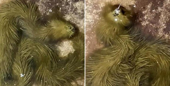 Netizens are in turmoil because of the image of a green snake with jagged hair like an alien monster. What is the truth? - Photo 3.