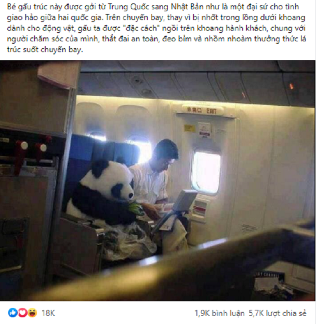 Bức ảnh bé gấu trúc đại sứ từ Trung Quốc sang Nhật Bản ngoại giao, ngồi yên vị trên khoang thương gia máy bay khiến dân mạng đổ rầm rầm và sự thật quá sốc - Ảnh 1.