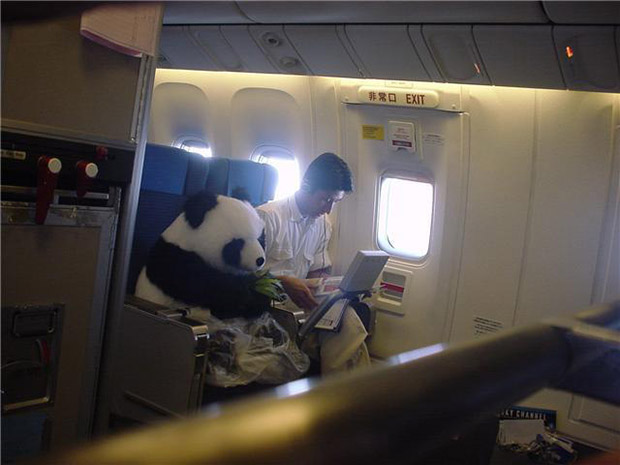 Bức ảnh bé gấu trúc đại sứ từ Trung Quốc sang Nhật Bản ngoại giao, ngồi yên vị trên khoang thương gia máy bay khiến dân mạng đổ rầm rầm và sự thật quá sốc - Ảnh 3.