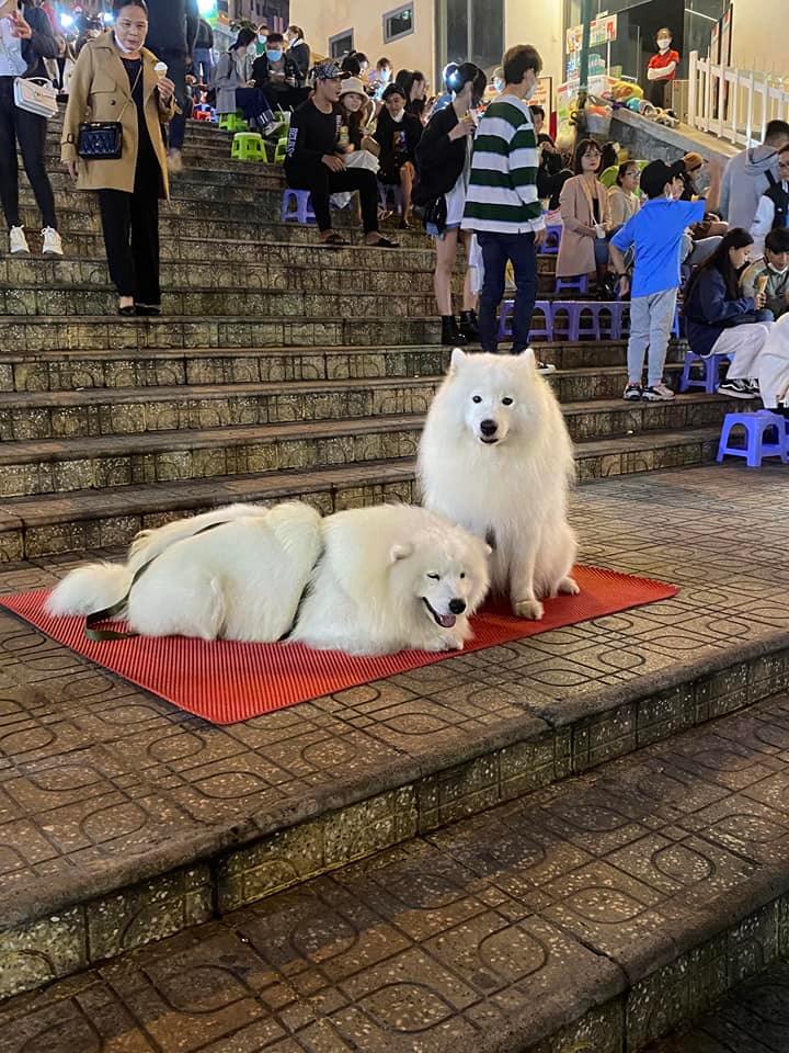 Da Lat tourists reveal the exploitative corner of 2 famous dogs: Working through Tet, being beaten like a meal?  - Photo 6.