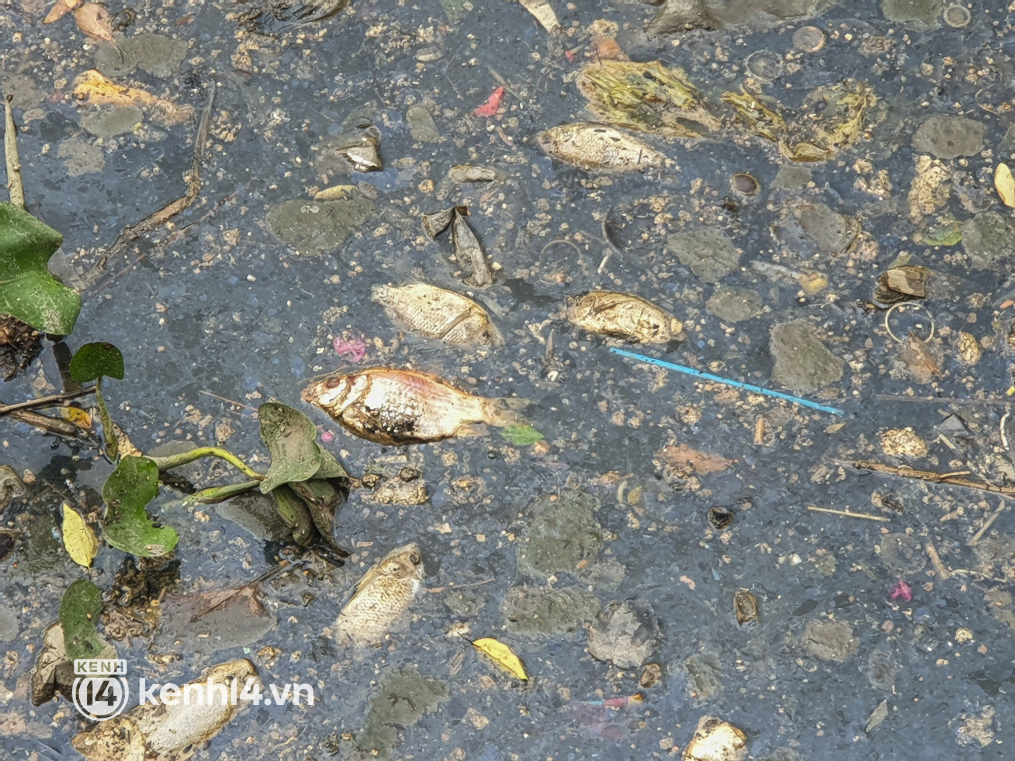 Cá chết lẫn trong rác thải nổi kín mặt kênh Nhiêu Lộc - Thị Nghè ở TP.HCM  - Ảnh 15.