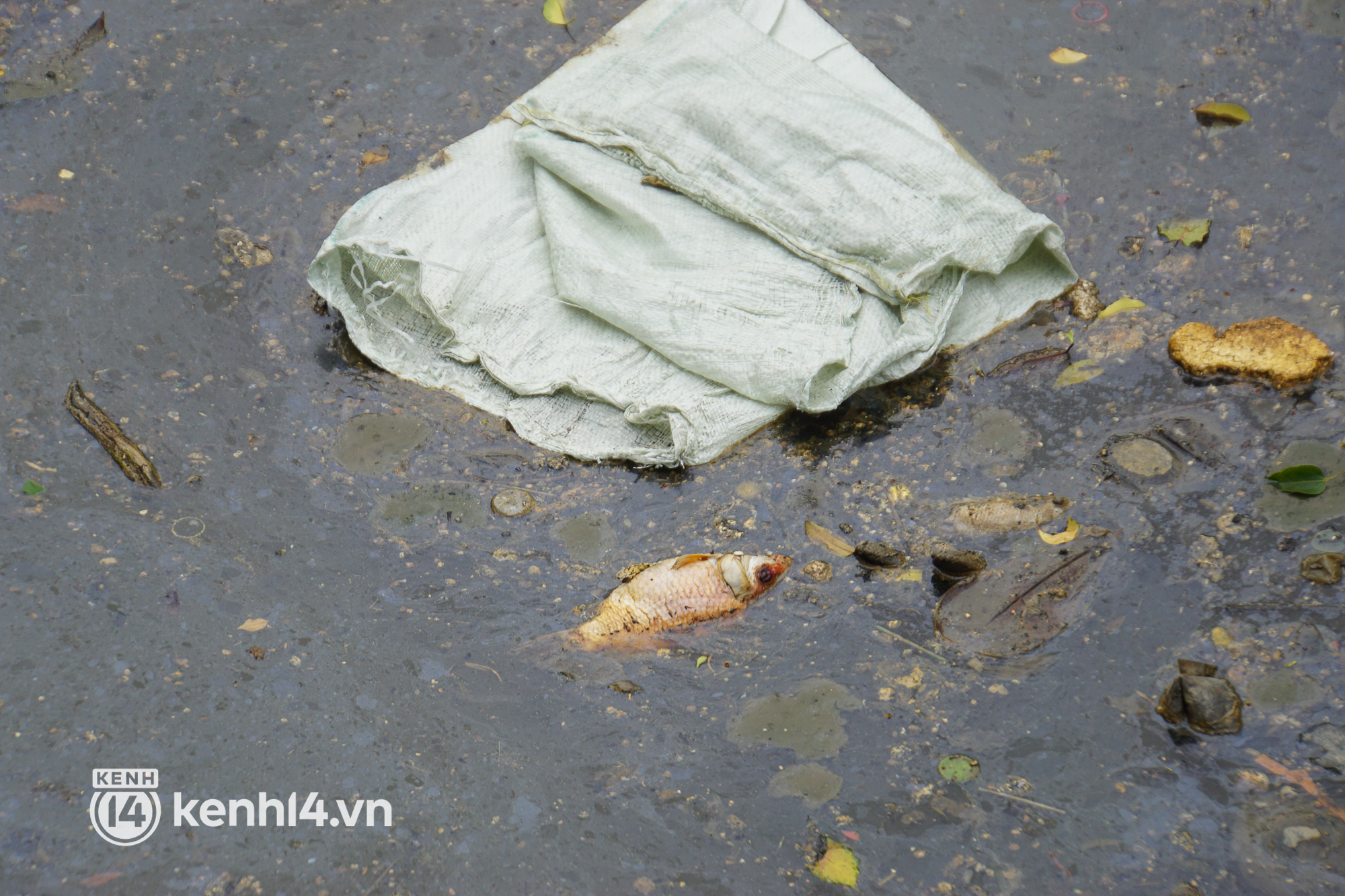 Cá chết lẫn trong rác thải nổi kín mặt kênh Nhiêu Lộc - Thị Nghè ở TP.HCM  - Ảnh 11.