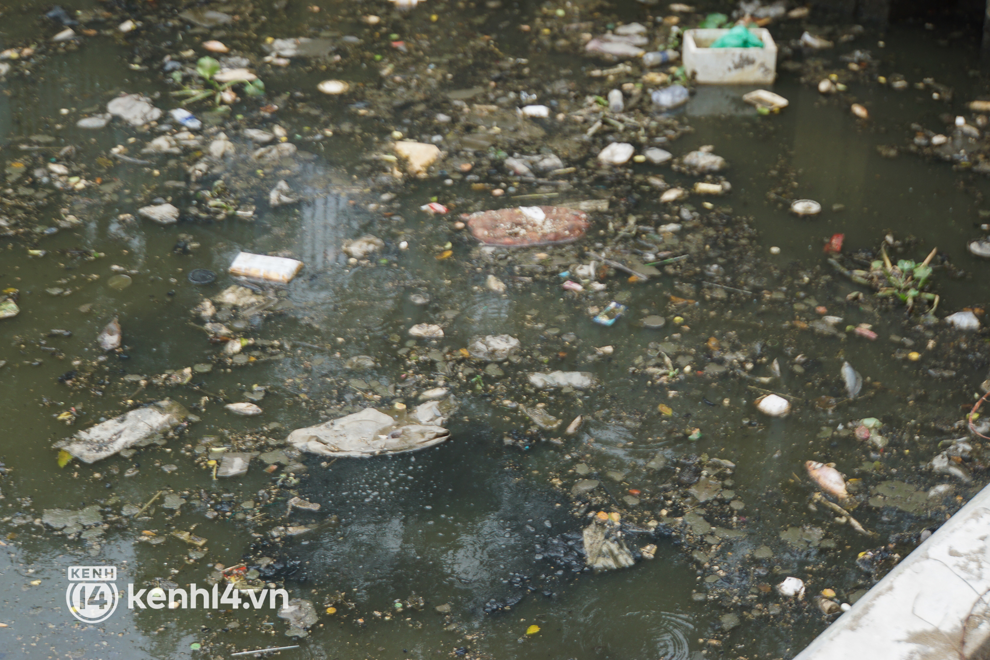 Cá chết lẫn trong rác thải nổi kín mặt kênh Nhiêu Lộc - Thị Nghè ở TP.HCM  - Ảnh 8.