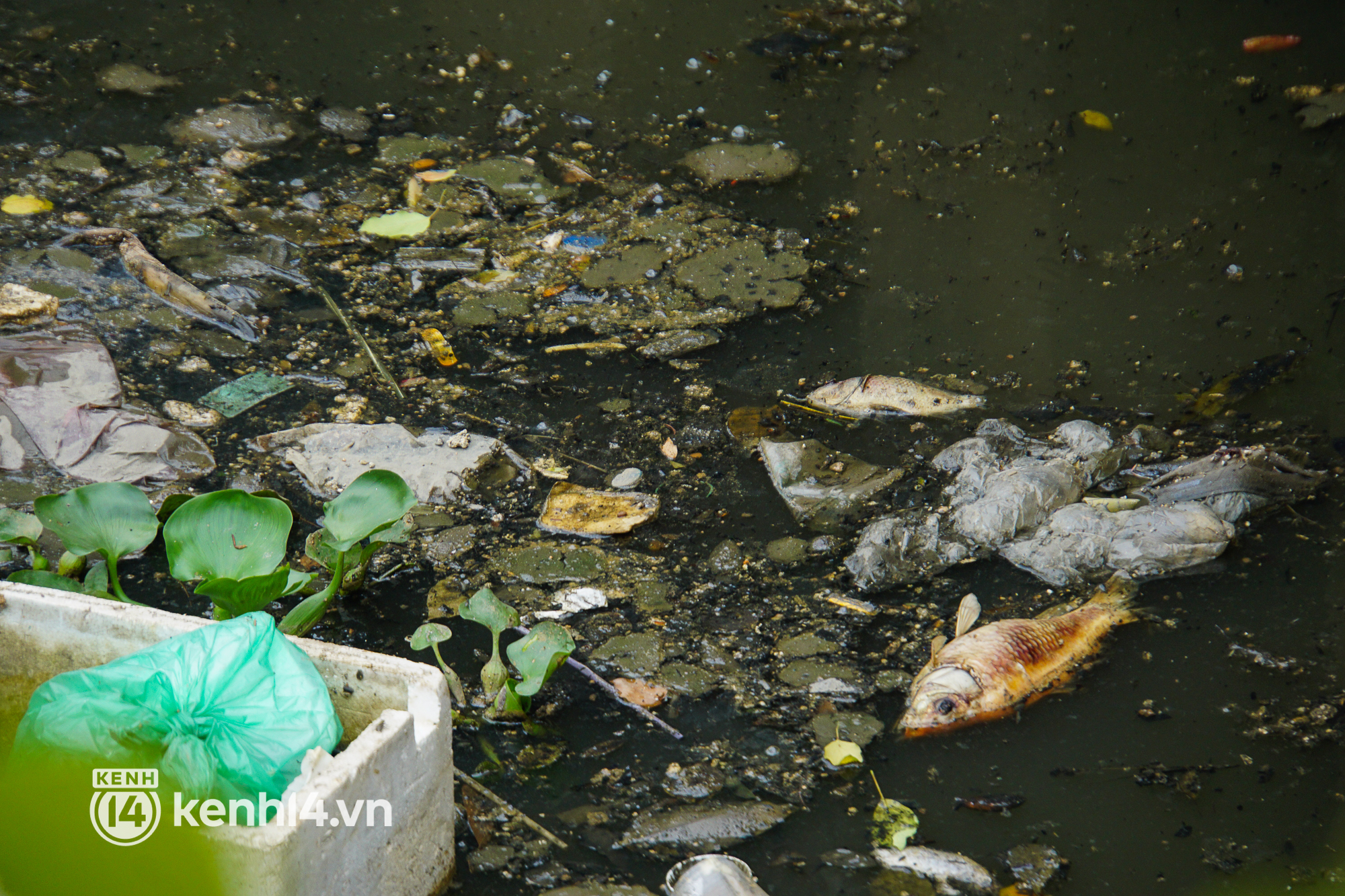 Cá chết lẫn trong rác thải nổi kín mặt kênh Nhiêu Lộc - Thị Nghè ở TP.HCM  - Ảnh 5.