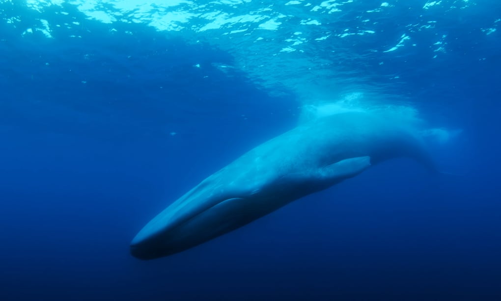 The sad story of the loneliest whale on the planet: Never been found, but still made the world feel with a secret lasting 30 years - Photo 1.