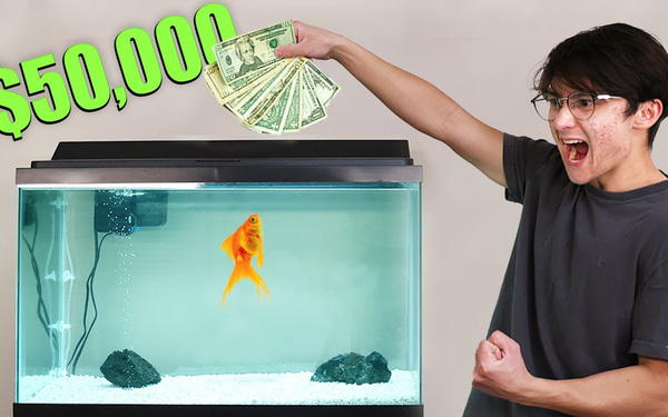 Đánh chứng khoán theo cá vàng, lập trình viên lãi hơn 1.000 USD - Ảnh 1.