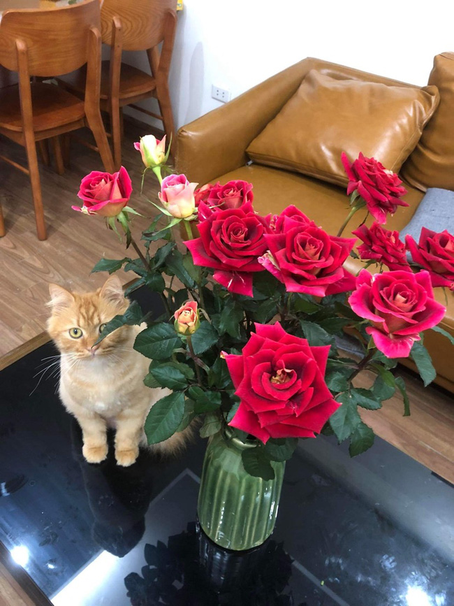 Người người nhà nhà hát Thì ra mùa xuân, hoa nở là vì em: Không phải đâu, KHOA HỌC đã giải thích nguyên do như này cơ mà! - Ảnh 3.