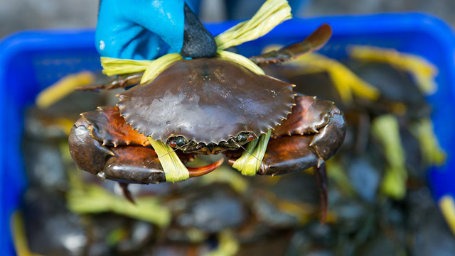 Using the lamp to shine directly into the corner makes many people curious: True connoisseurs, apply to buy crabs without worrying about being cheated!  - Photo 4.