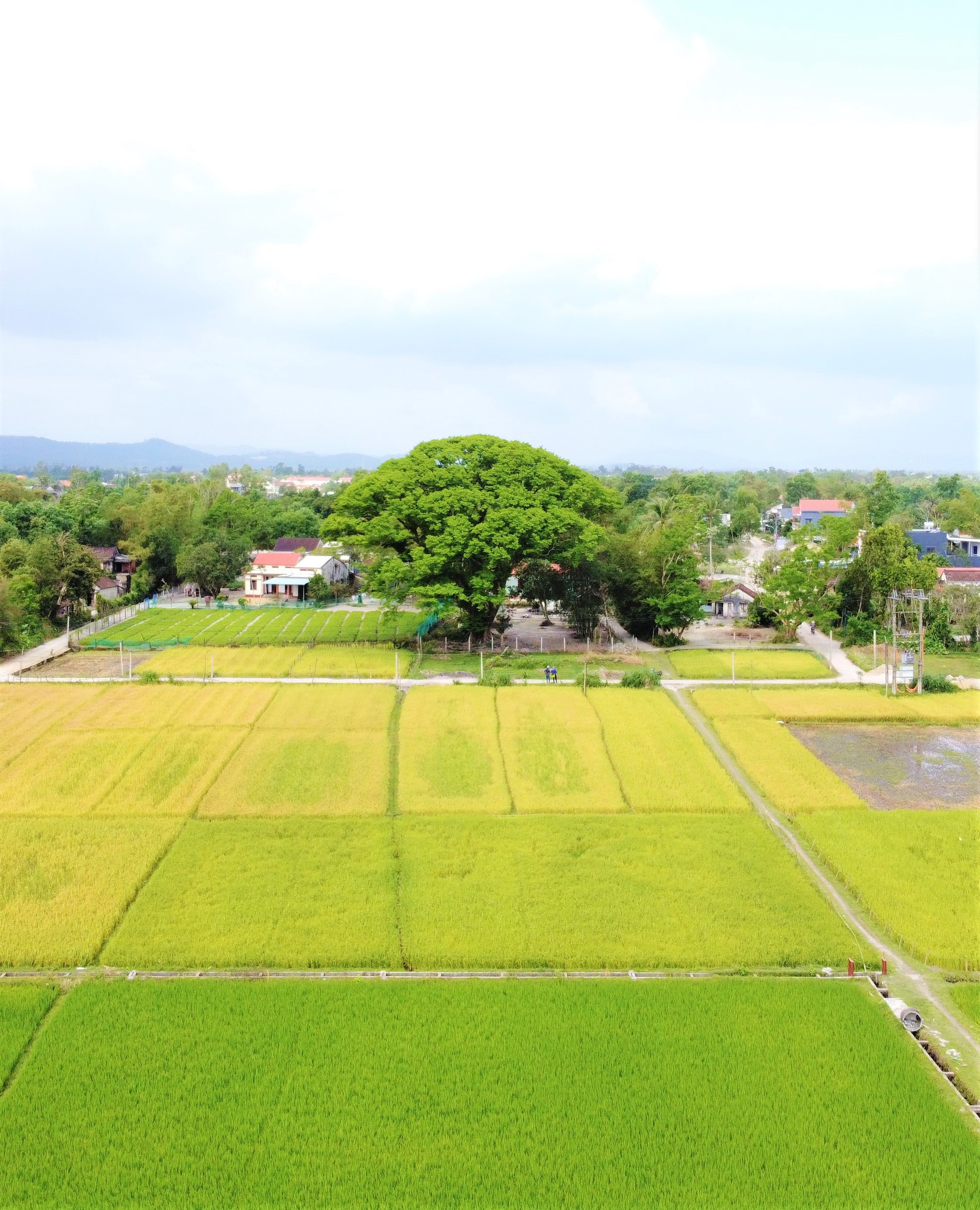 Chiêm ngưỡng “cụ” sưa 300 năm tuổi ở Quảng Nam, giá hơn 5 tỷ đồng nhưng không bán - Ảnh 15.